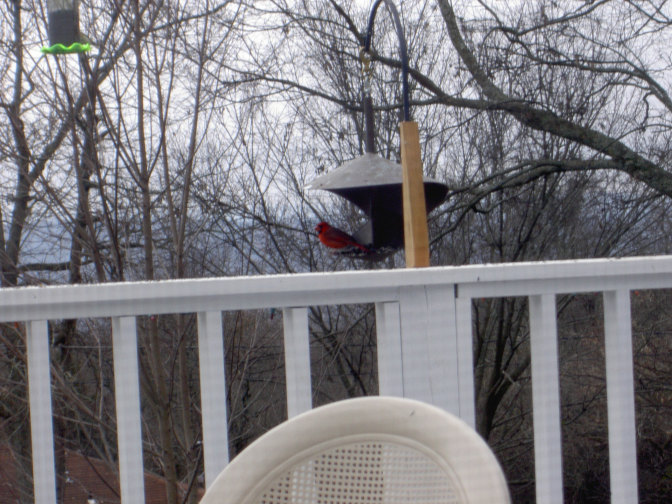 Our bird feeder