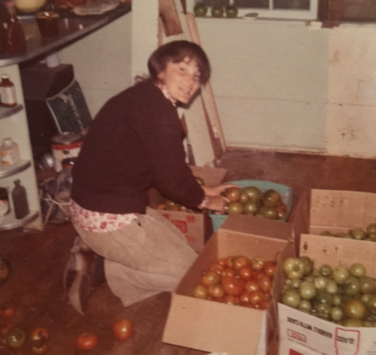 tomato harvest 1972