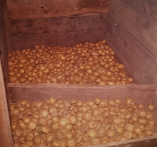 potatoes in the bin