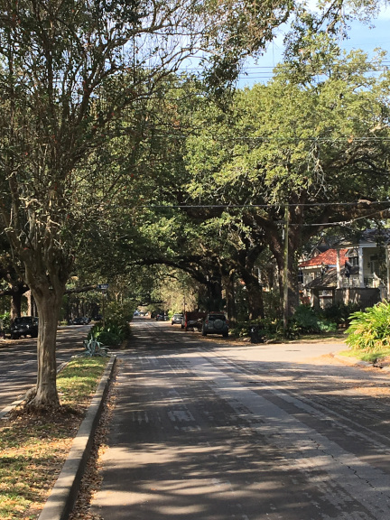 Ursulines Avenue with oaks