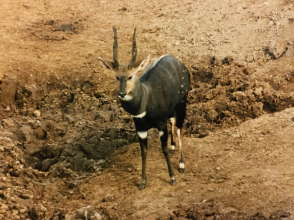 lesser Kudu
