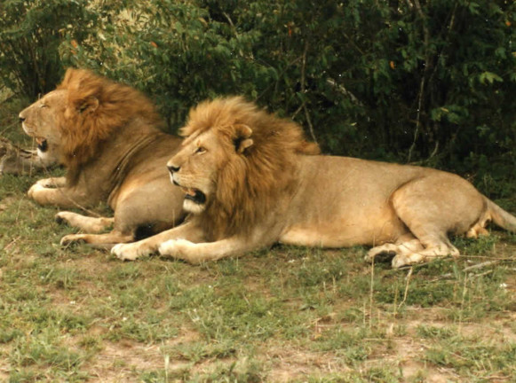 young male lions