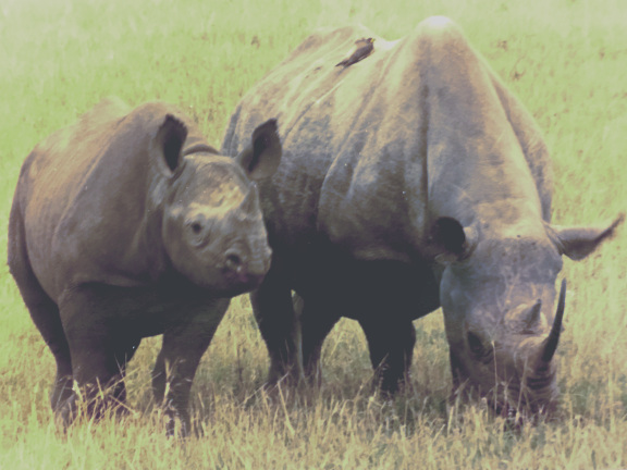 Mother Rhino with calf