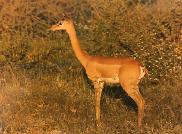 giraffe gazelle Gerenuk