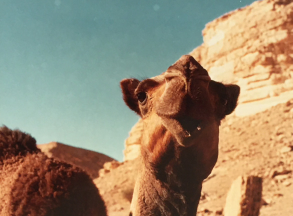 camel up close
