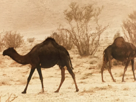 camels roaming the desert